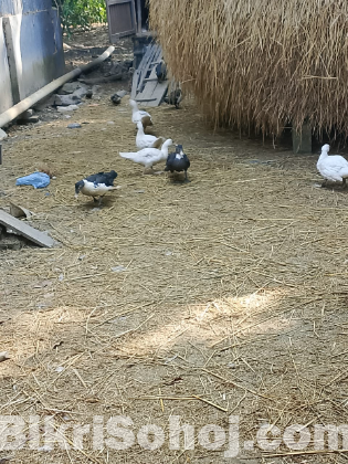 ৪০ পিস চিনা হাঁস